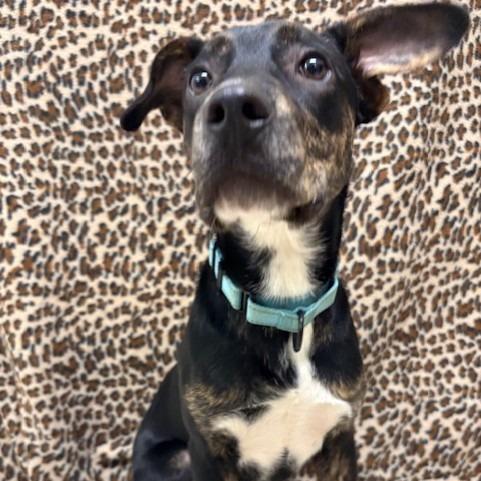 Enlarge Bream, a Adoptable Mixed Breed in Novelty, OH image 4/6