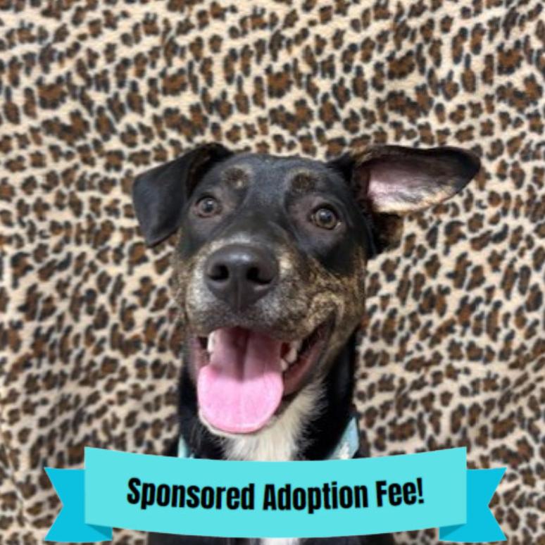 Enlarge Bream, a Adoptable Mixed Breed in Novelty, OH image 5/6