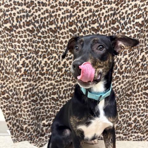 Enlarge Bream, a Adoptable Mixed Breed in Novelty, OH image 6/6