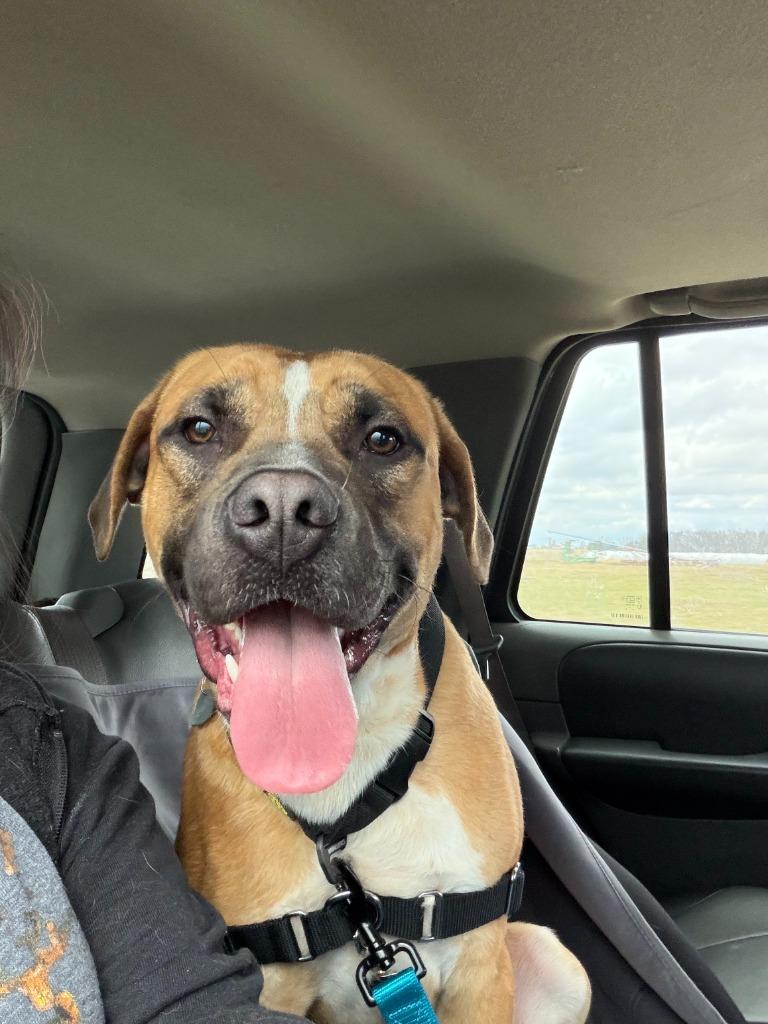 Enlarge Dug, a Adoptable Boxer in Hamilton, OH image 1/1