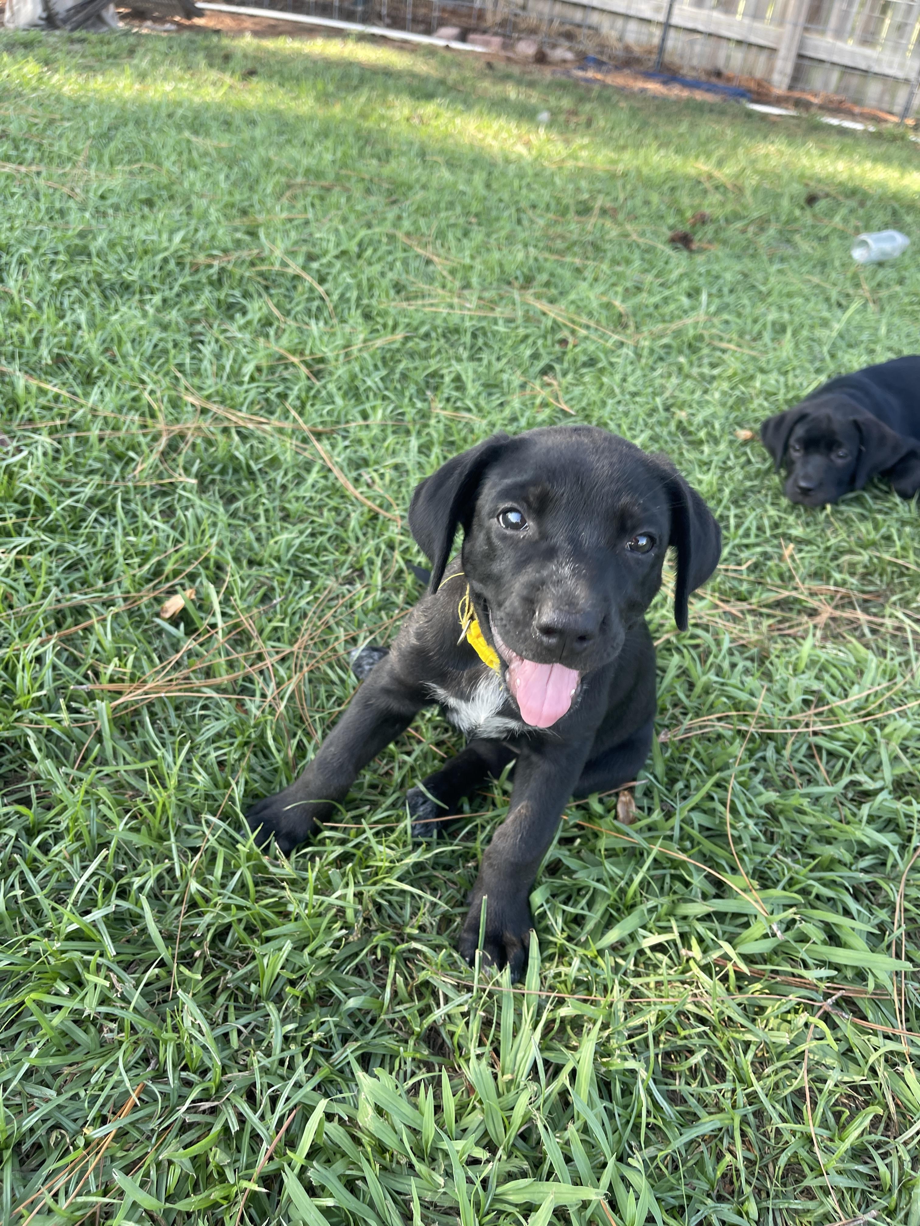 Enlarge rue, a Adopted Labrador Retriever in Whiting, NJ image 1/1