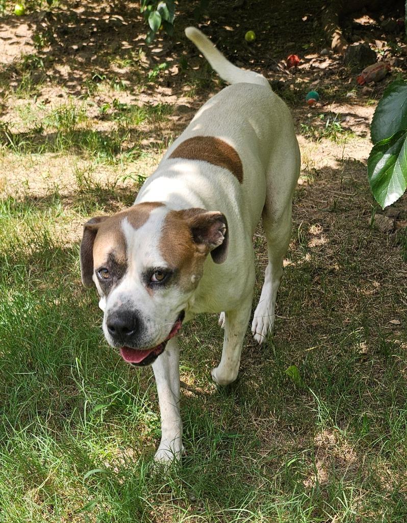 Fred, a Adoptable mixed breed in Sherwood, AR image 1/6