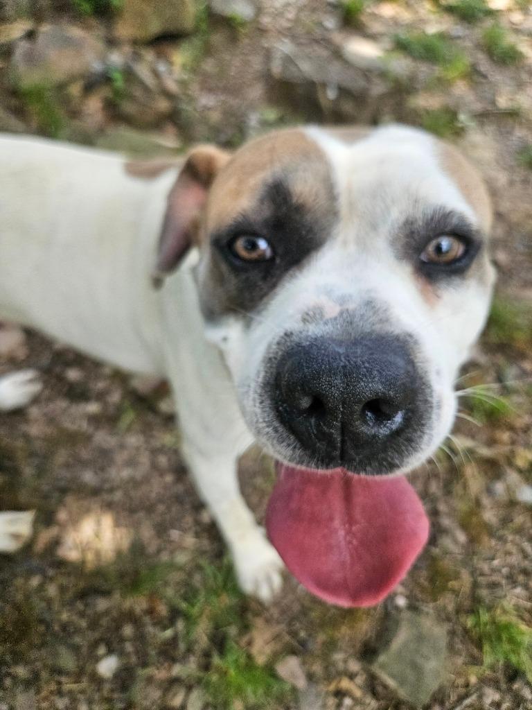 Fred, a Adoptable mixed breed in Sherwood, AR image 2/6