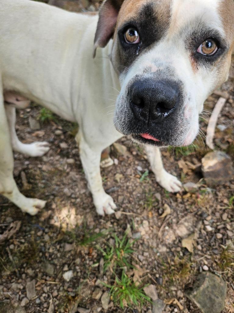 Fred, a Adoptable mixed breed in Sherwood, AR image 3/6