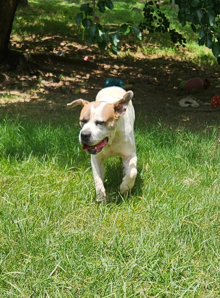 Fred, a Adoptable mixed breed in Sherwood, AR image 4/6