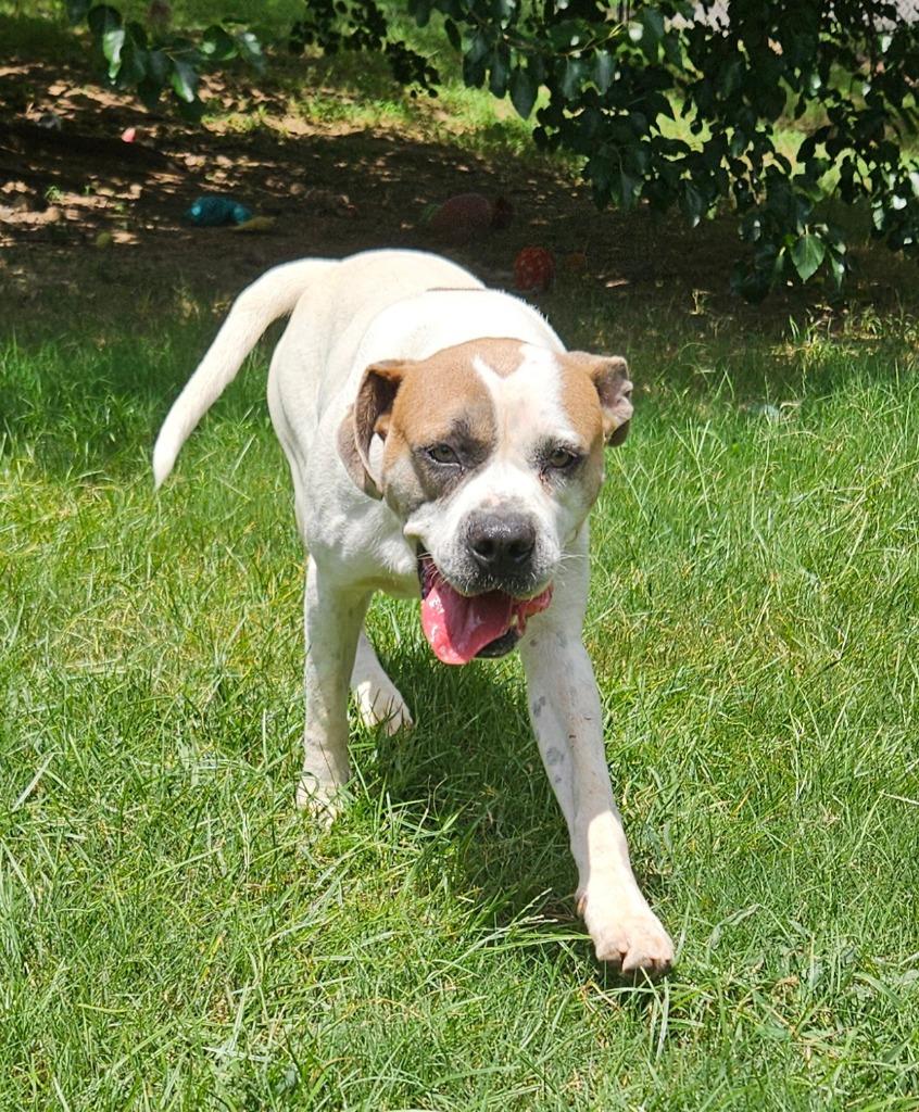 Fred, a Adoptable mixed breed in Sherwood, AR image 5/6