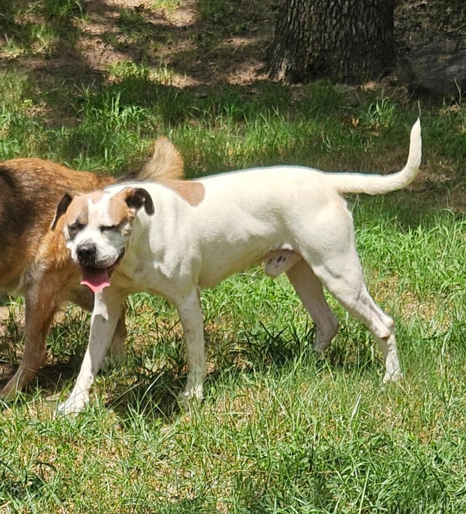 Fred, a Adoptable mixed breed in Sherwood, AR image 6/6
