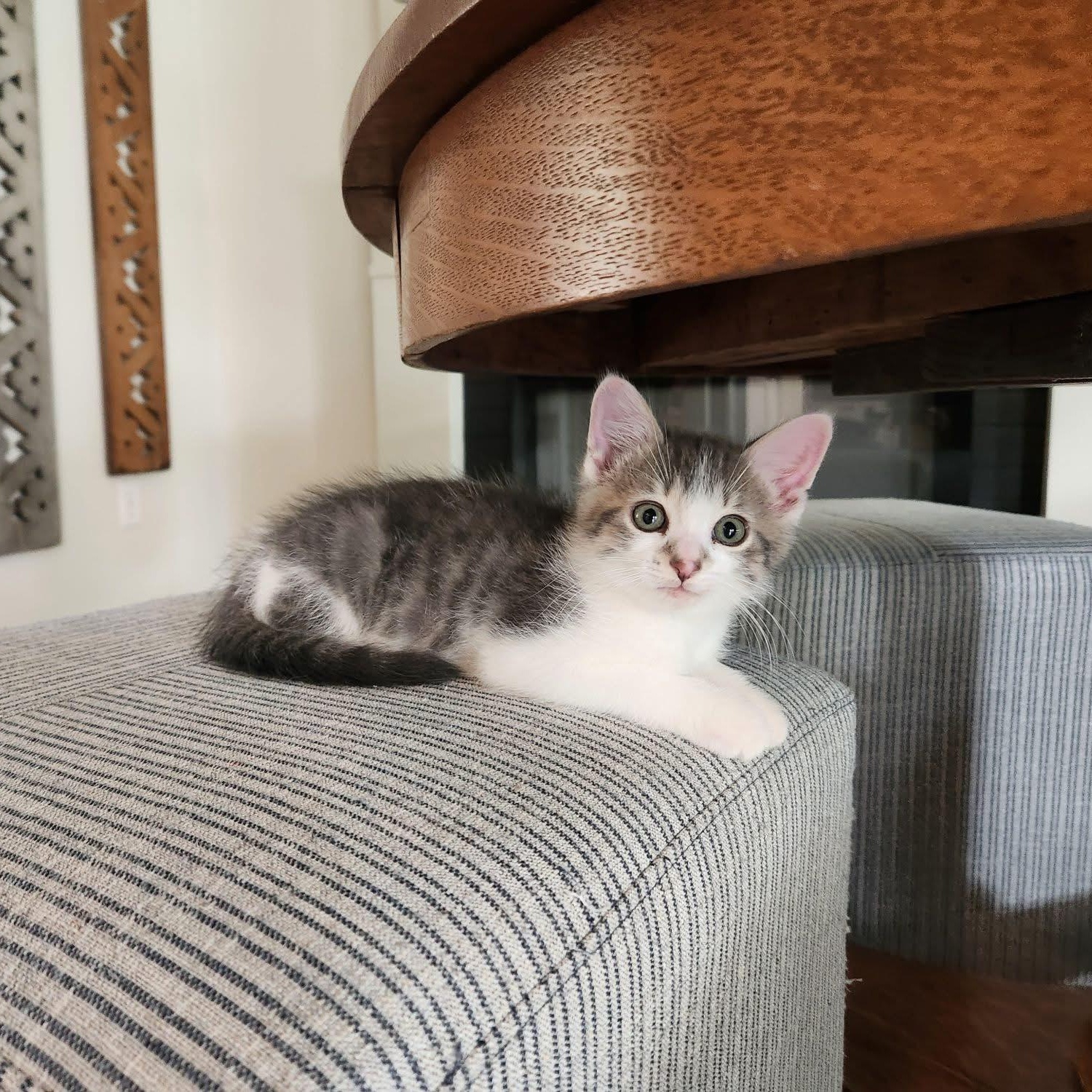 Enlarge Ravioli, a ADOPTABLE Domestic Short Hair in Muncie, IN image 1/3