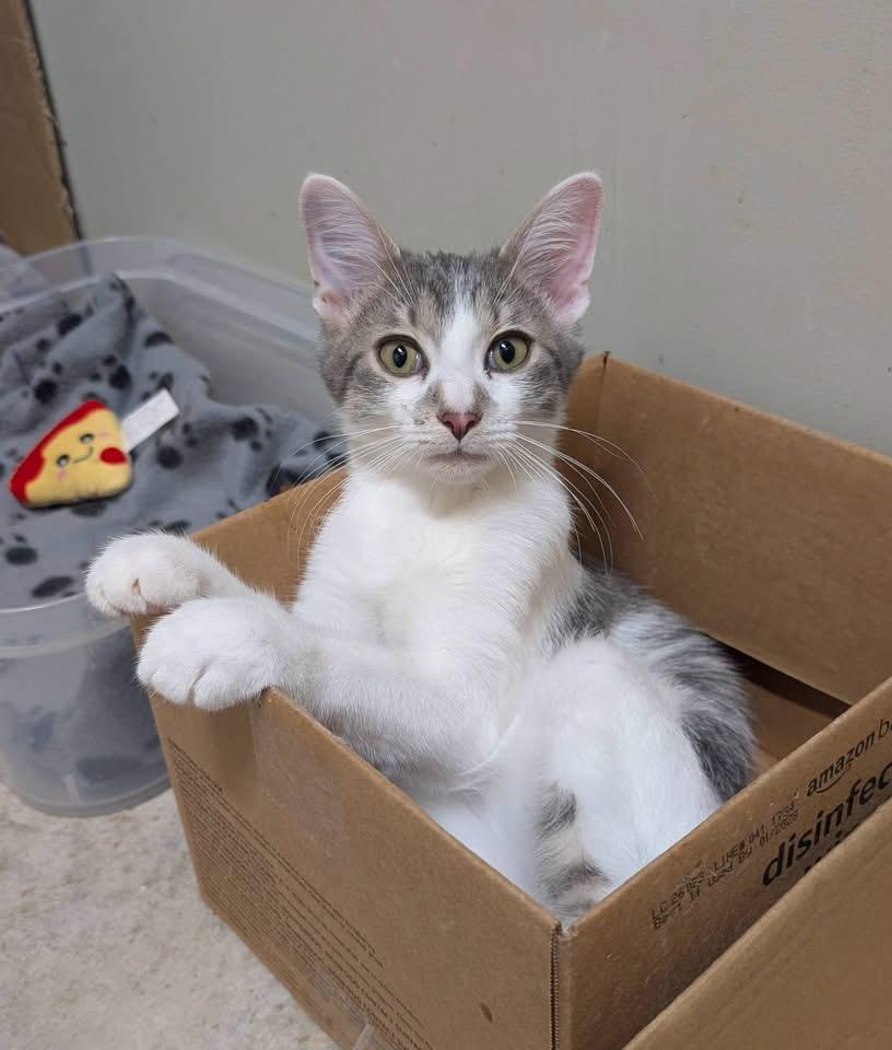 Enlarge Ravioli, a Adoptable Domestic Short Hair in Muncie, IN image 1/5