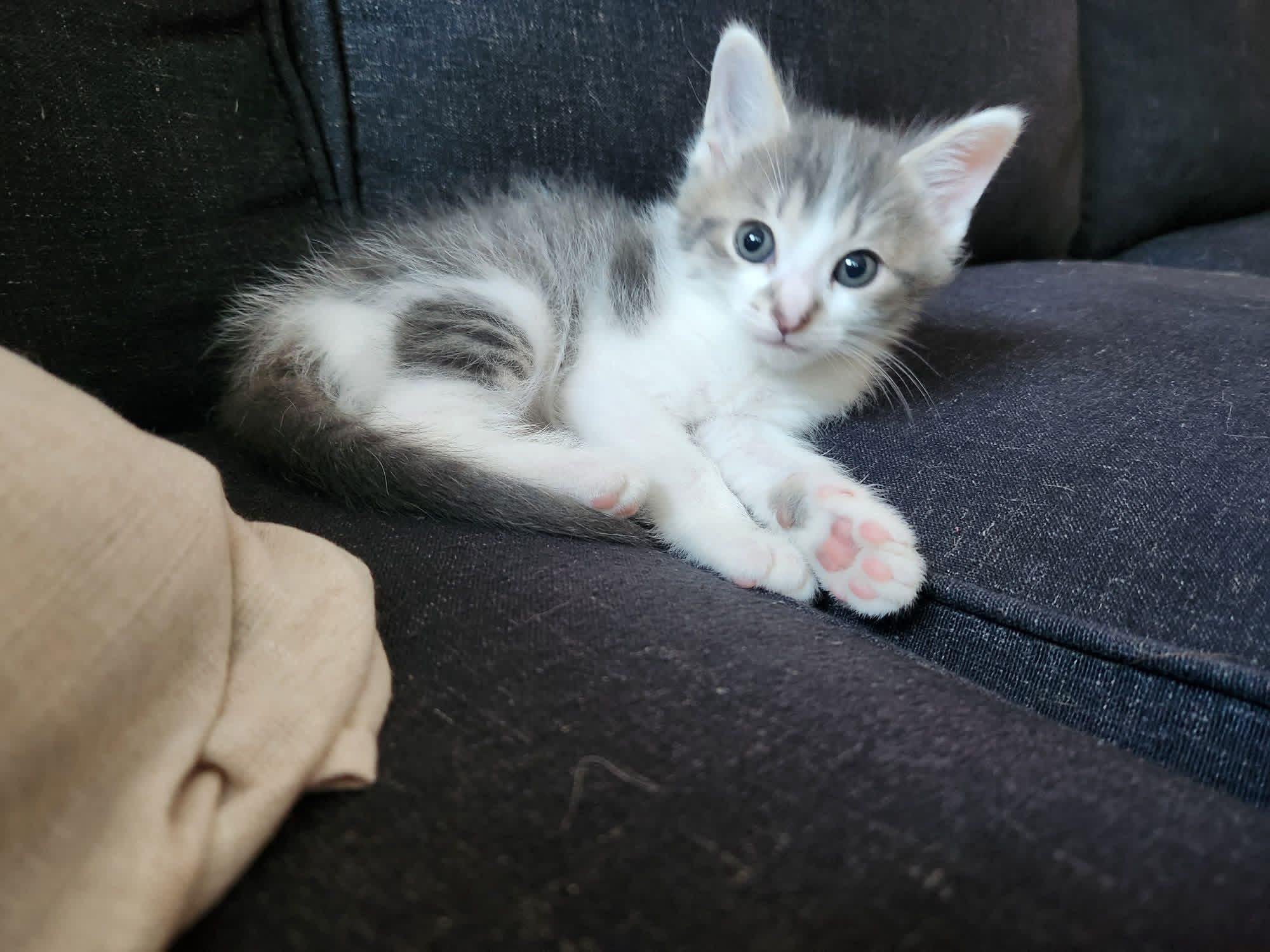 Enlarge Ravioli, a ADOPTABLE Domestic Short Hair in Muncie, IN image 2/3