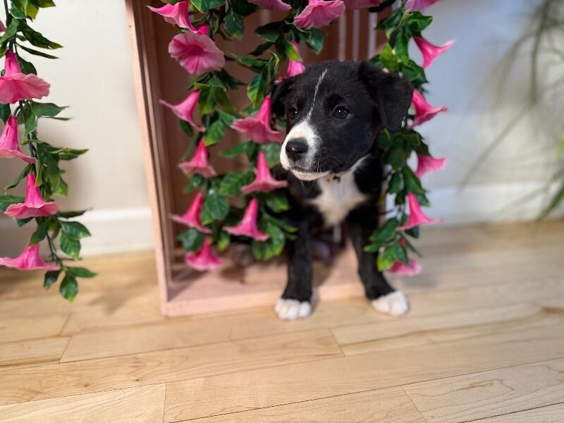 Penny Pretty Girl — thumbnail 3