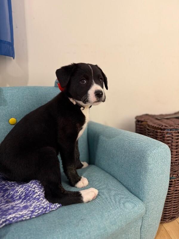 Penny Pretty Girl — thumbnail 5