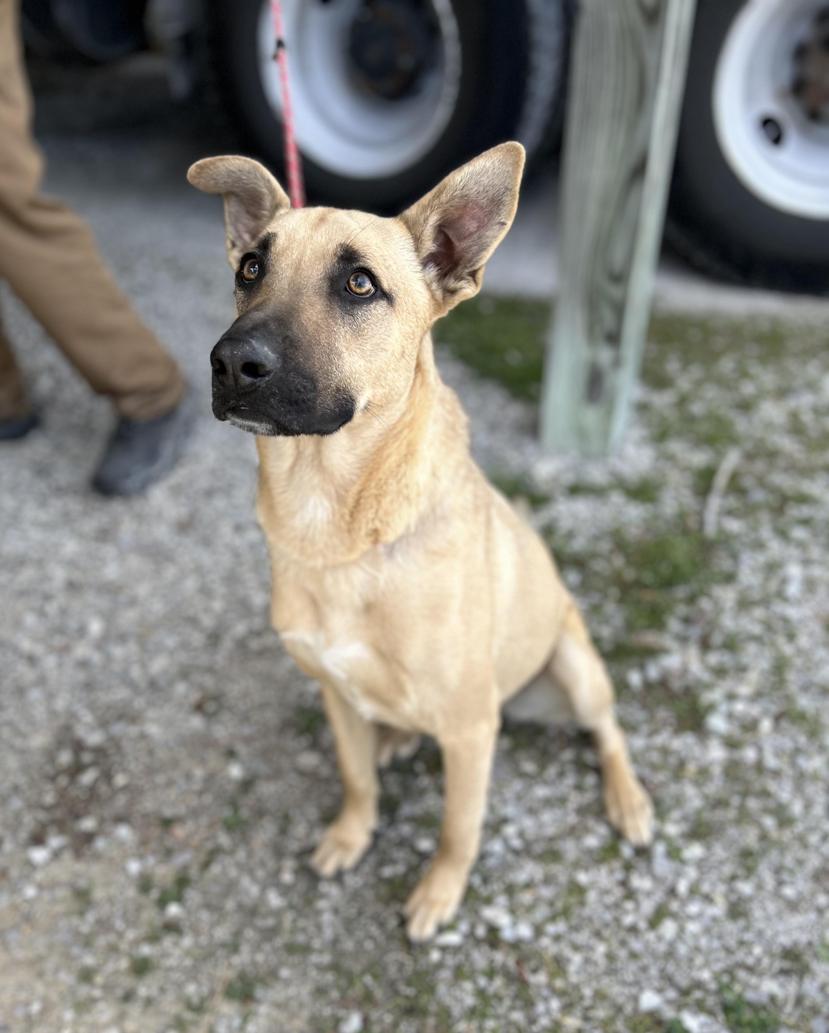 Enlarge Max, an adopted mixed breed in Manchester, TN image 2/3