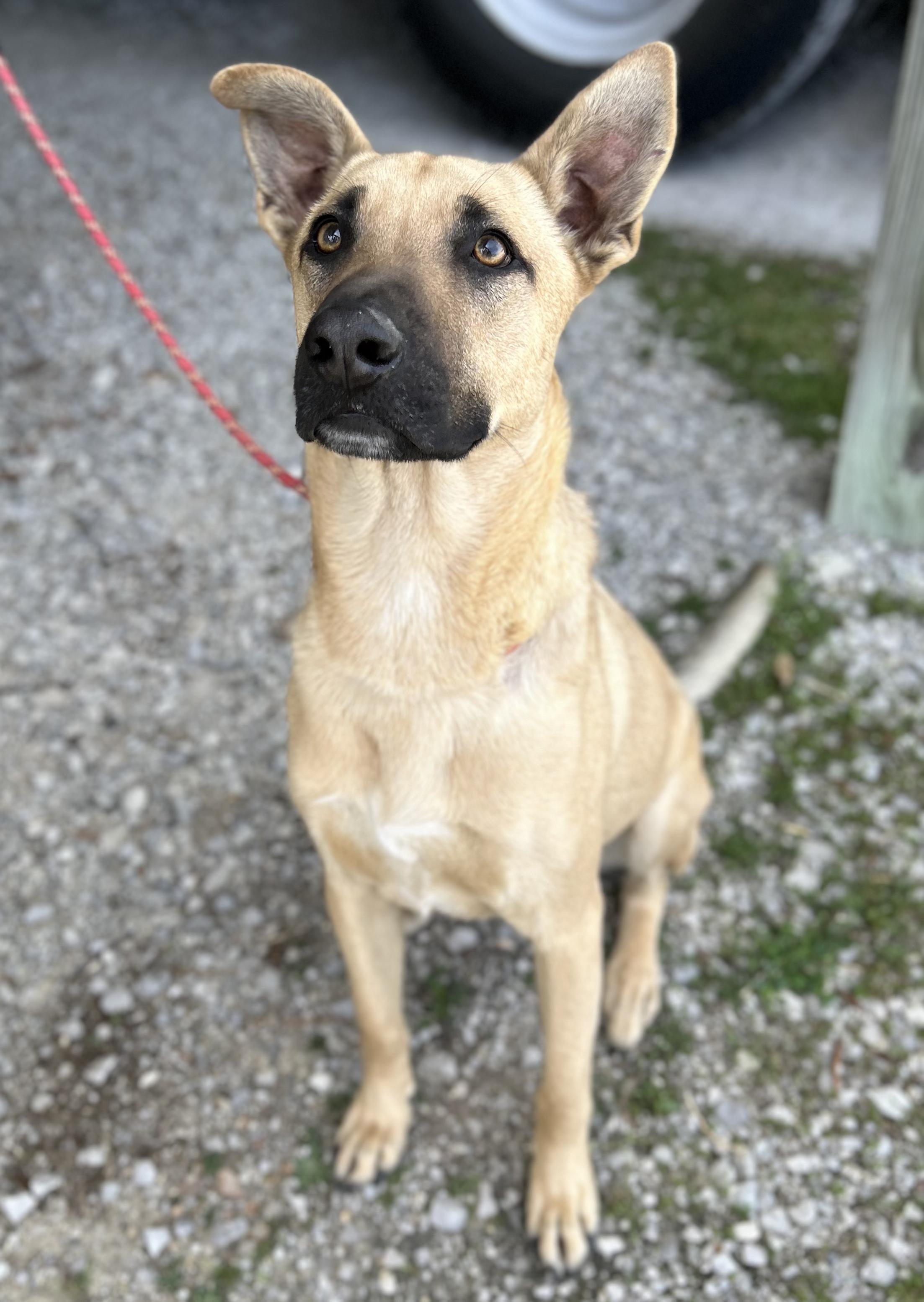 Max, adopted, Young Male Shepherd.