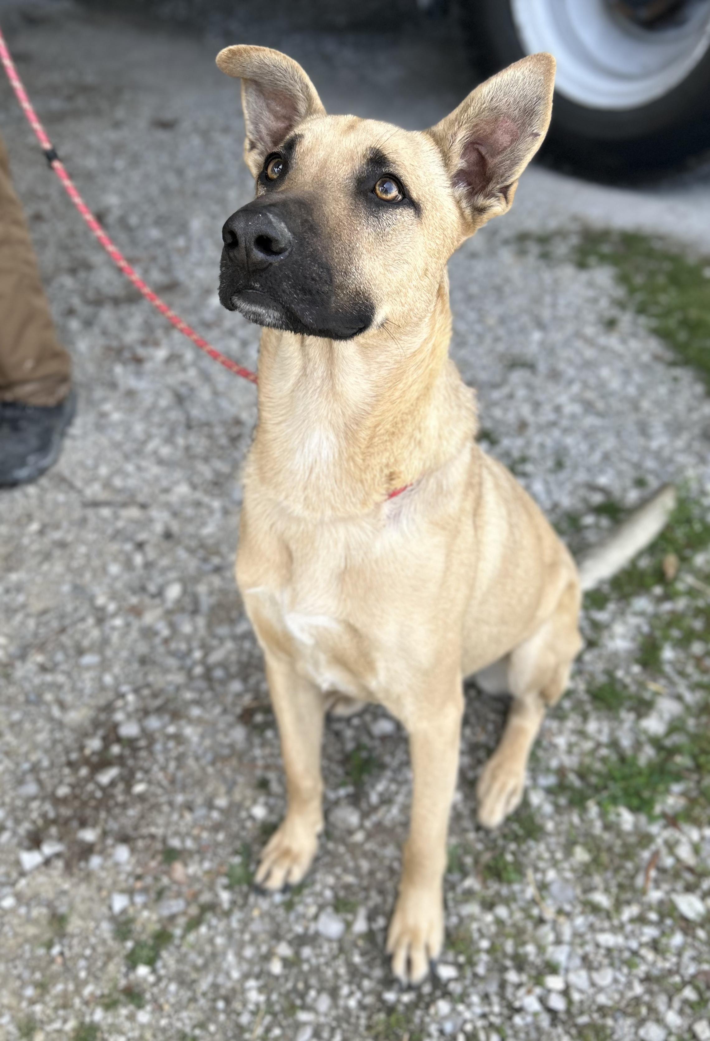 Enlarge Max, an adopted mixed breed in Manchester, TN image 3/3