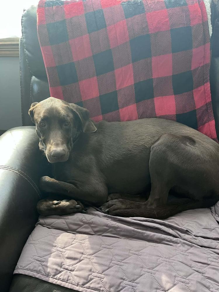 Duke, Adoptable, Young Male Labrador Retriever & Pointer.