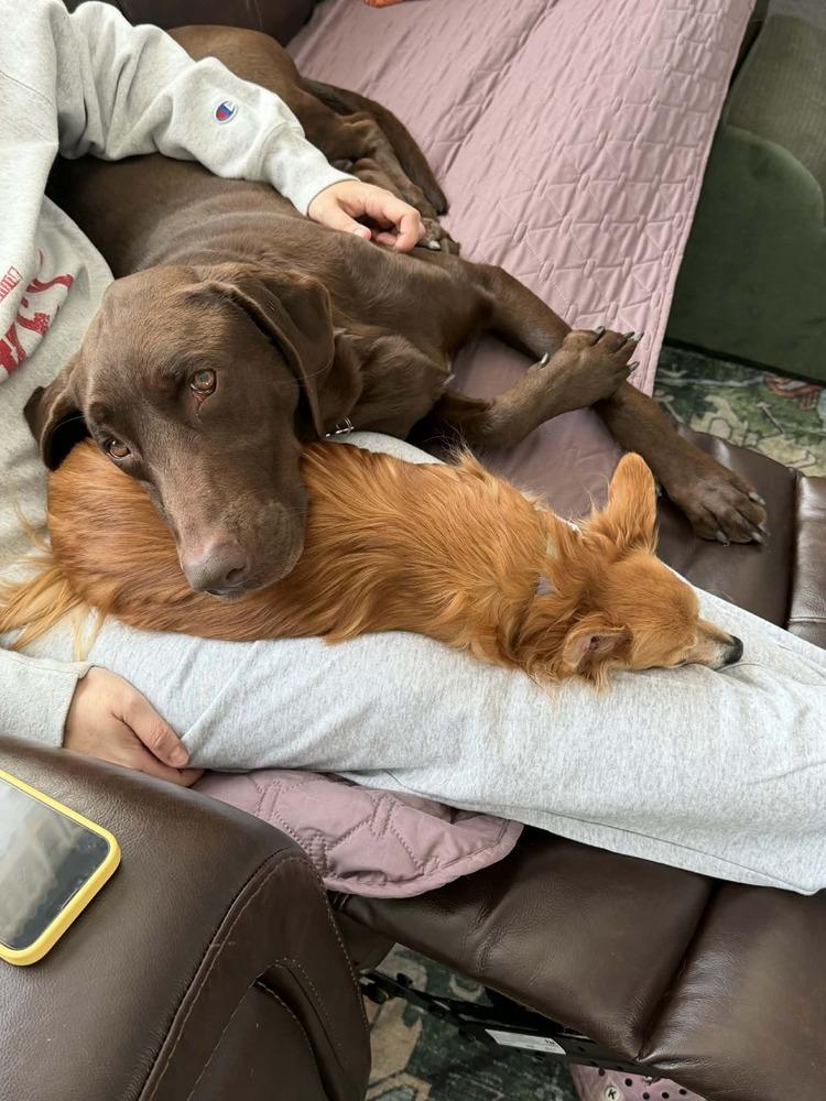 Enlarge Duke, a Adoptable mixed breed in Amherst, NY image 2/6