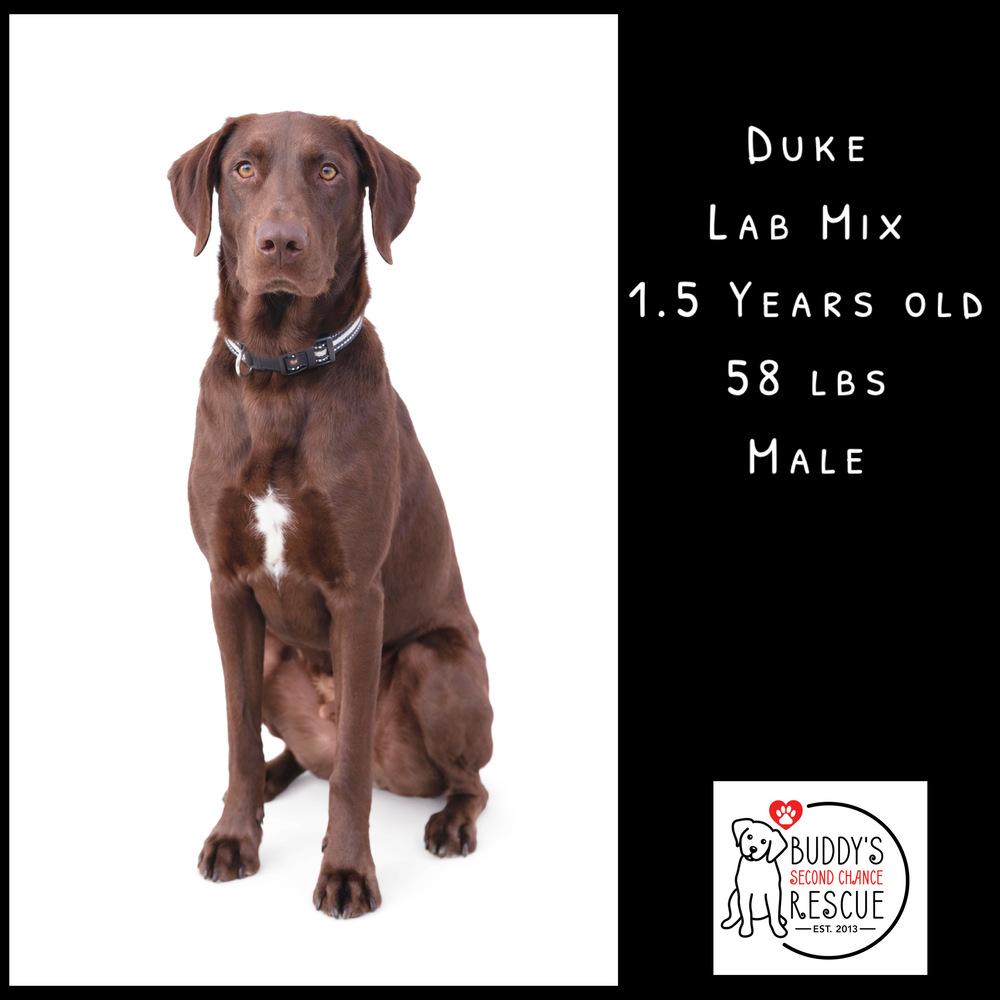 Enlarge Duke, a Adoptable mixed breed in Amherst, NY image 3/6