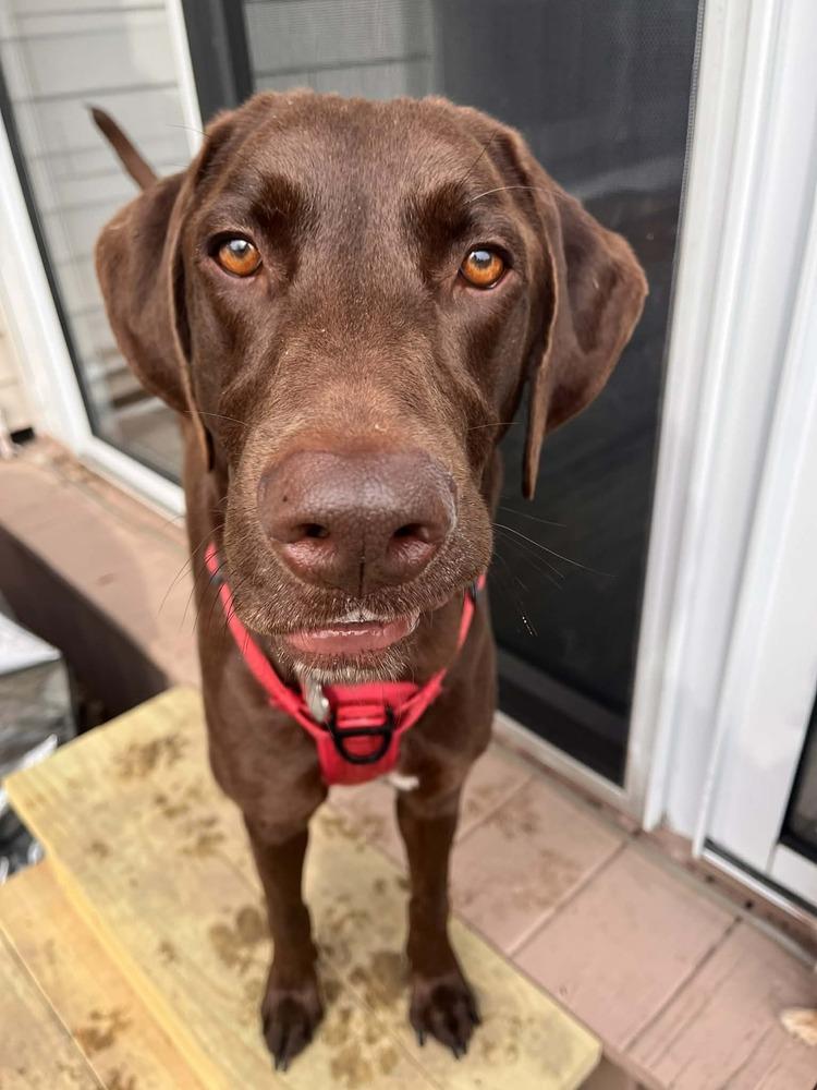 Enlarge Duke, a Adoptable mixed breed in Amherst, NY image 4/6