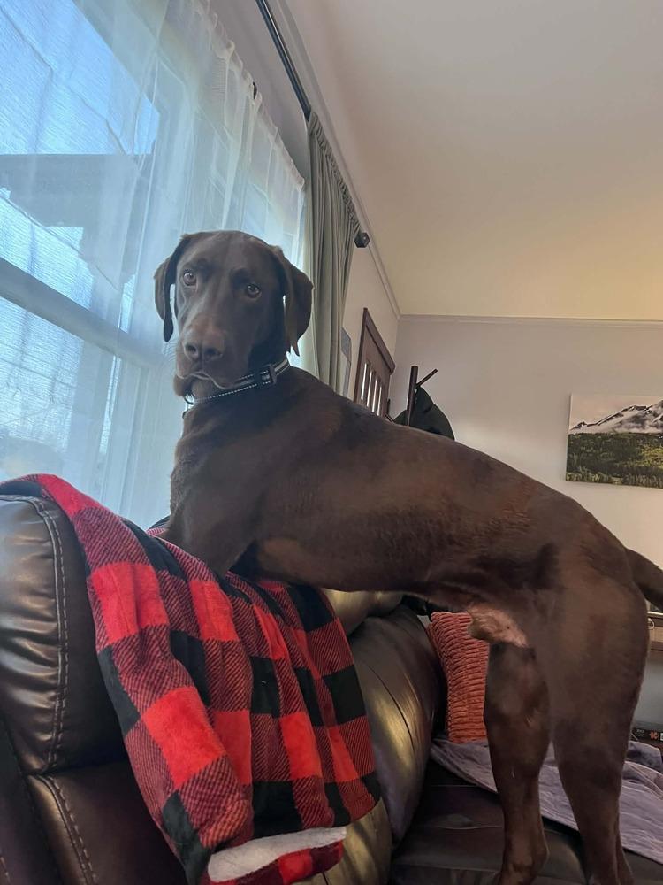 Enlarge Duke, a Adoptable mixed breed in Amherst, NY image 5/6