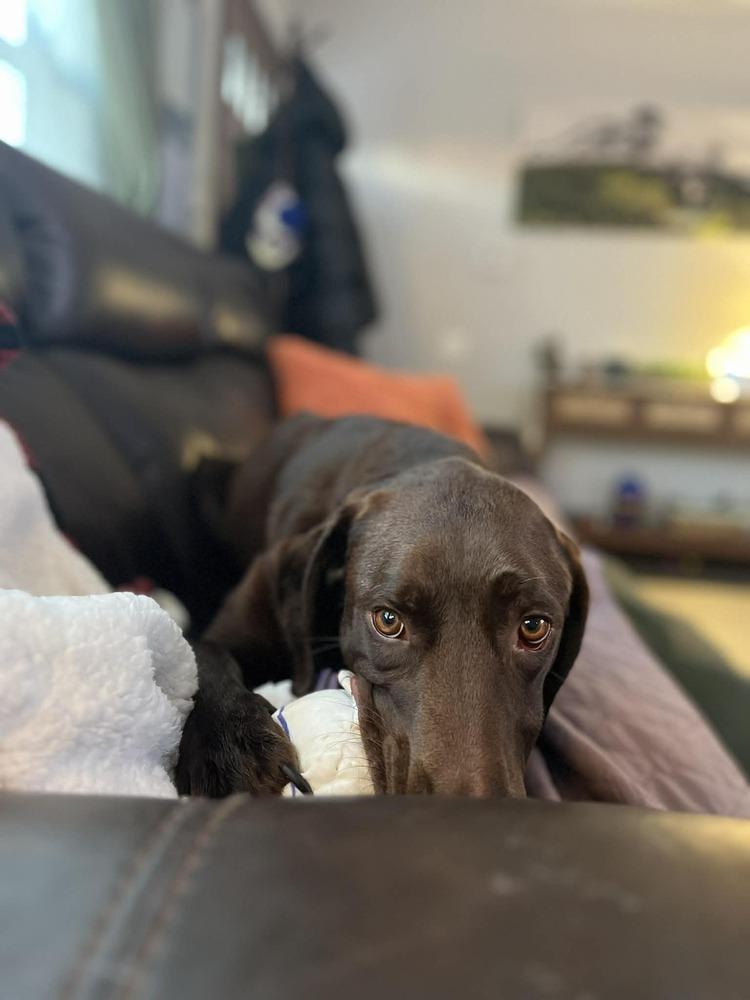 Enlarge Duke, a Adoptable mixed breed in Amherst, NY image 6/6