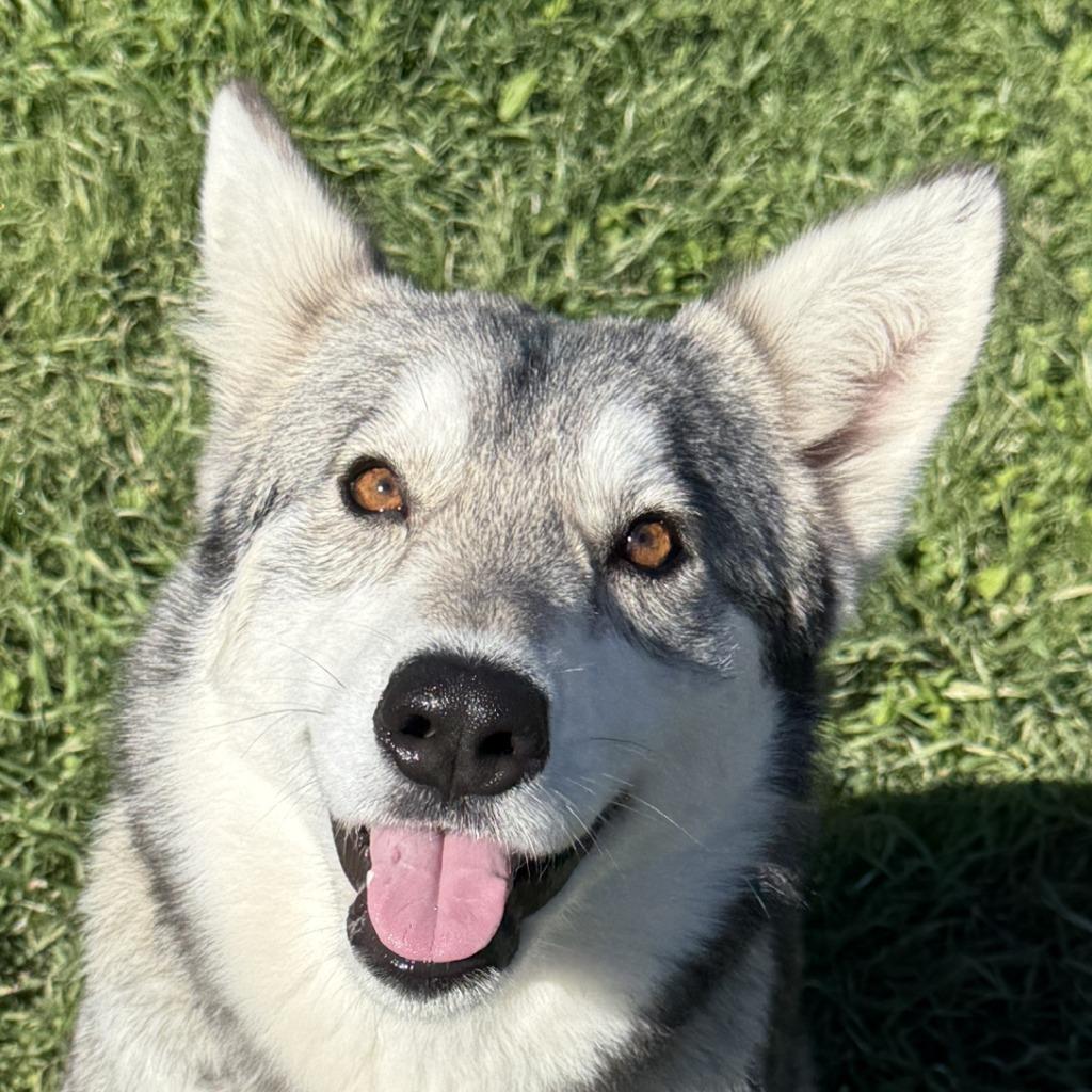 Lotus, a Adoptable Husky in Brenham, TX image 1/6