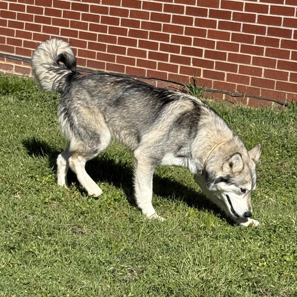Lotus, a Adoptable Husky in Brenham, TX image 2/6