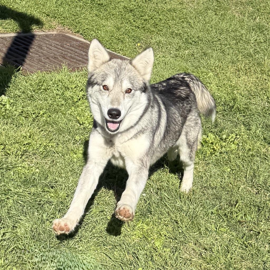 Lotus, a Adoptable Husky in Brenham, TX image 3/6