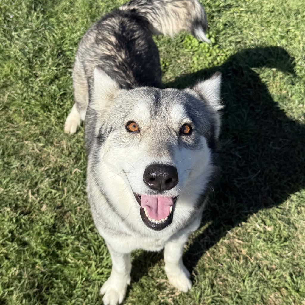 Lotus, a Adoptable Husky in Brenham, TX image 4/6