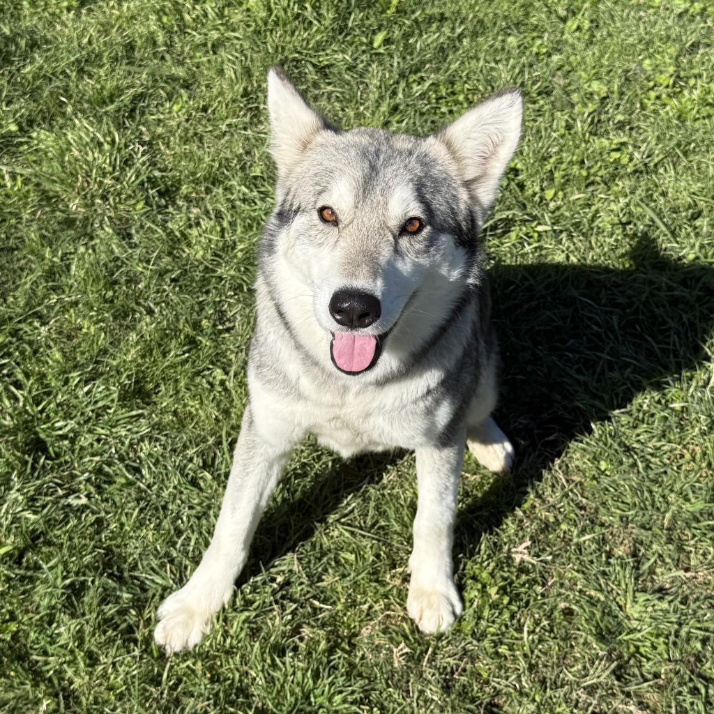 Lotus, a Adoptable Husky in Brenham, TX image 5/6