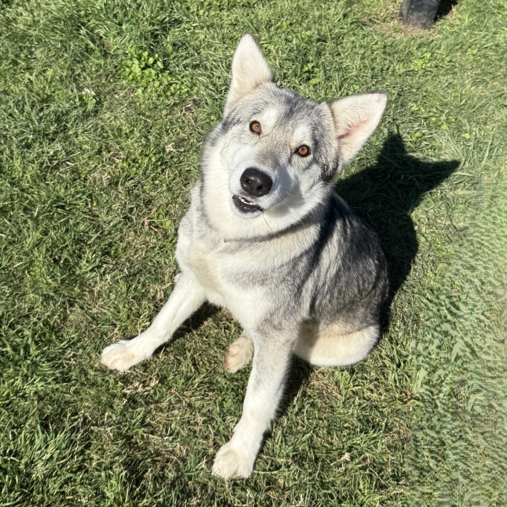 Lotus, a Adoptable Husky in Brenham, TX image 6/6
