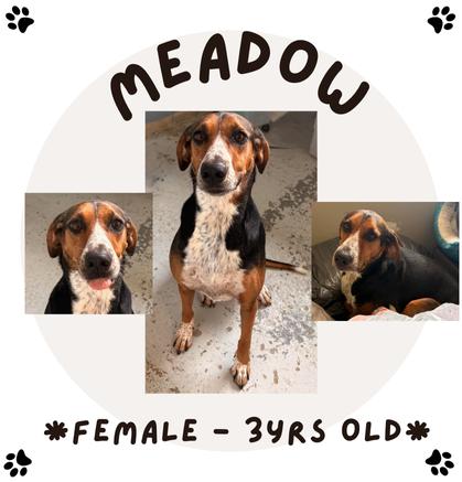 Enlarge Meadow, a Adopted mixed breed in Pontiac, IL image 1/1