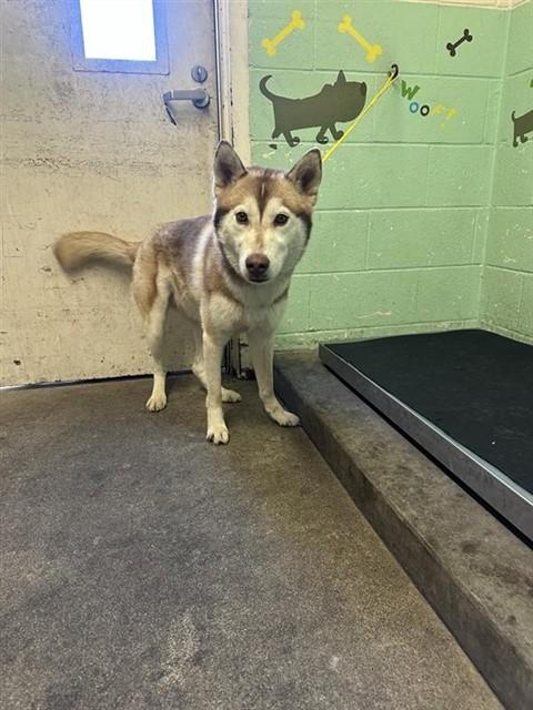 HAZEL, Adoptable, Adult Female Siberian Husky.