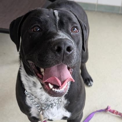 Suki, adoptable, Young Female Black Labrador Retriever.
