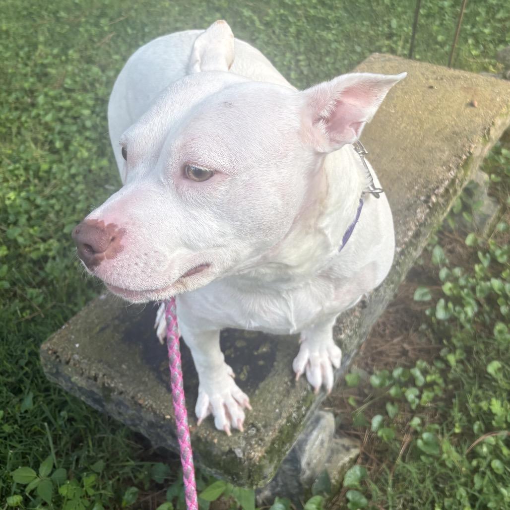 Enlarge Buttercup, a Adoptable American Bulldog in Memphis, TN image 1/4