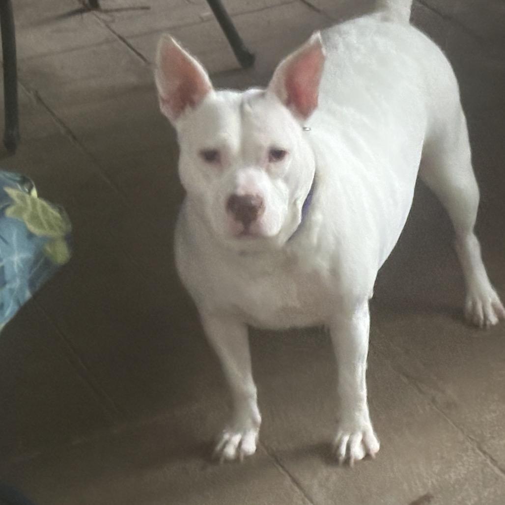 Enlarge Buttercup, a Adoptable American Bulldog in Memphis, TN image 2/4