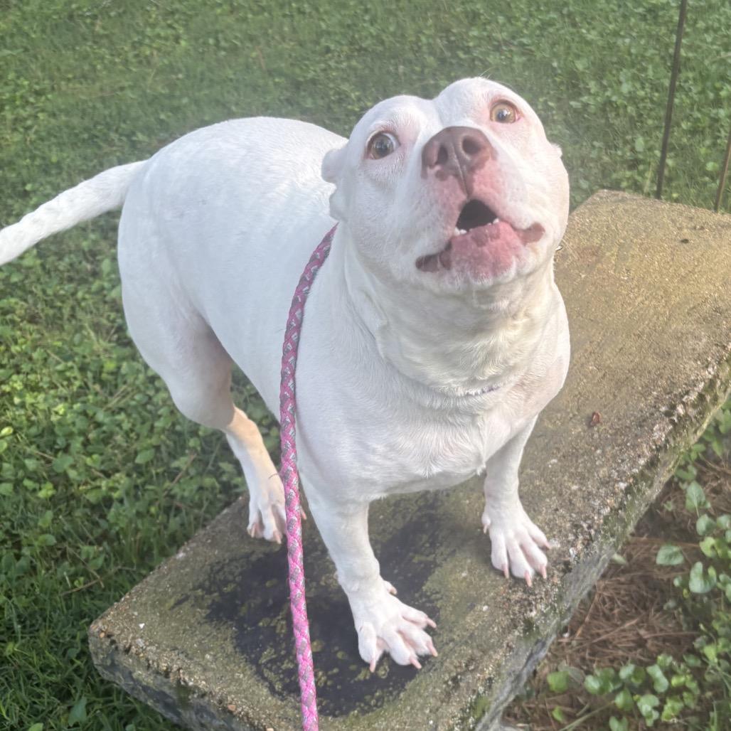 Enlarge Buttercup, a Adoptable American Bulldog in Memphis, TN image 3/4