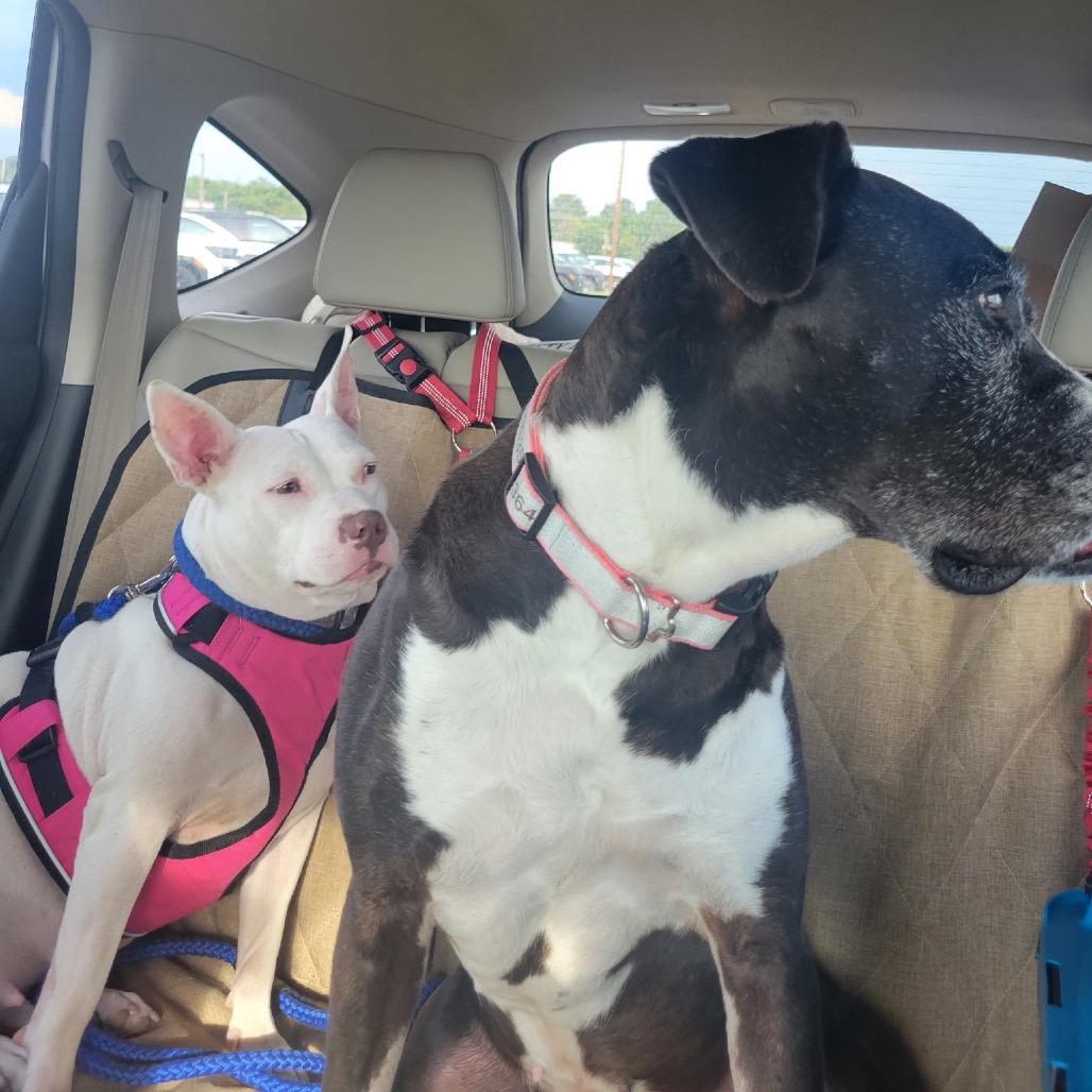 Enlarge Buttercup, a Adoptable American Bulldog in Memphis, TN image 4/4
