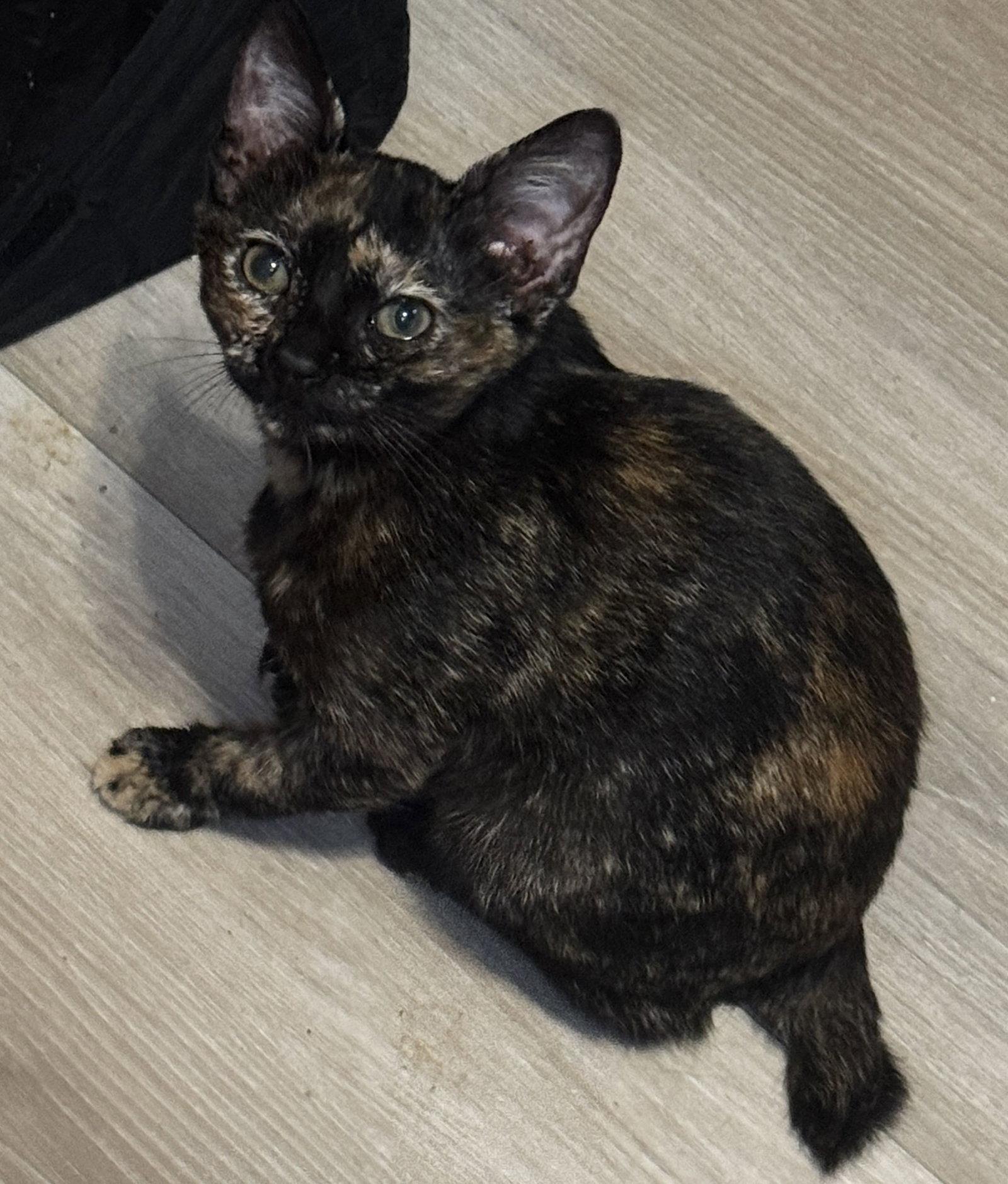 Enlarge Brandy, a Adoptable mixed breed in Seal Beach, CA image 2/3