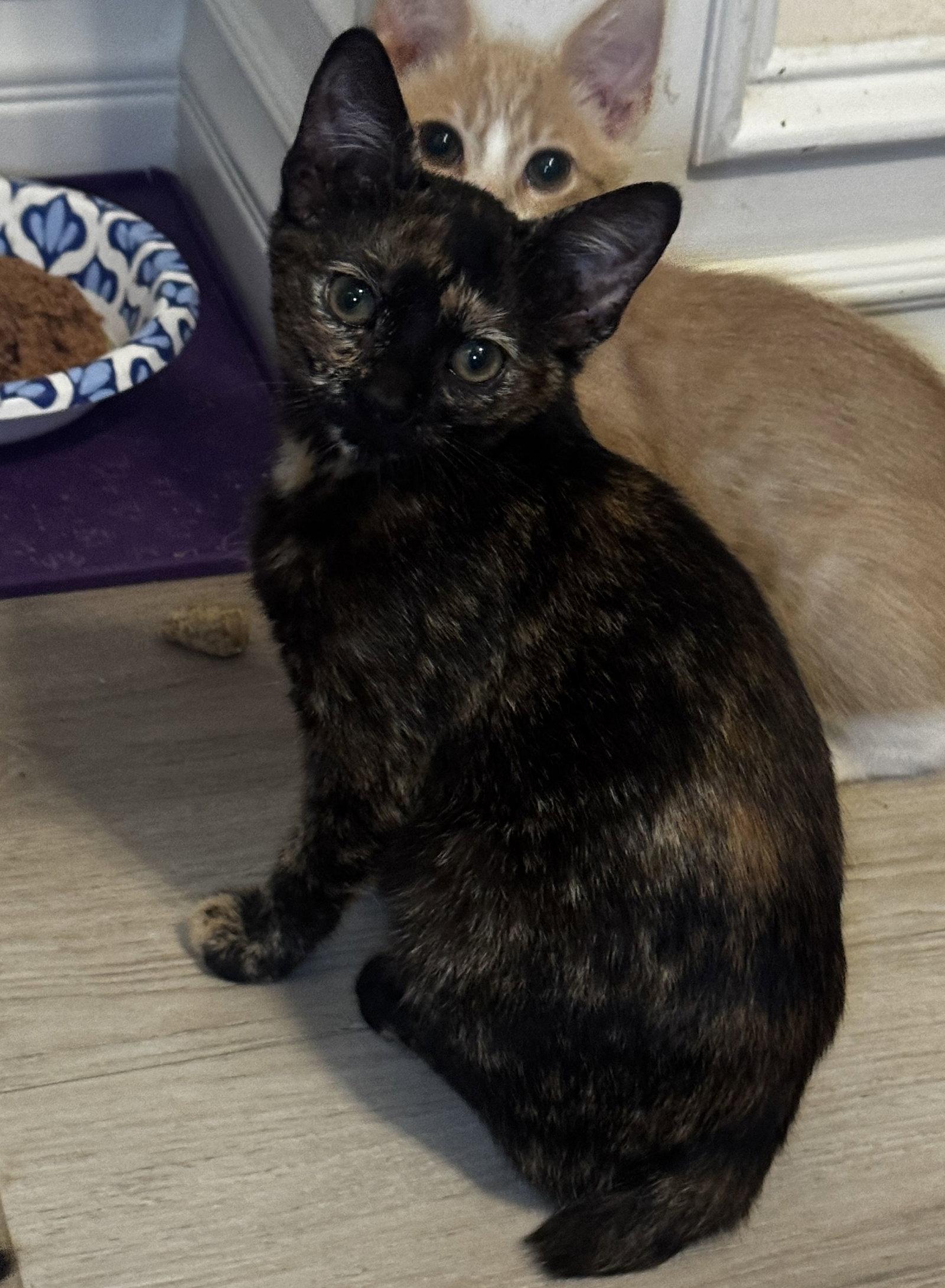 Enlarge Brandy, a Adoptable mixed breed in Seal Beach, CA image 3/3