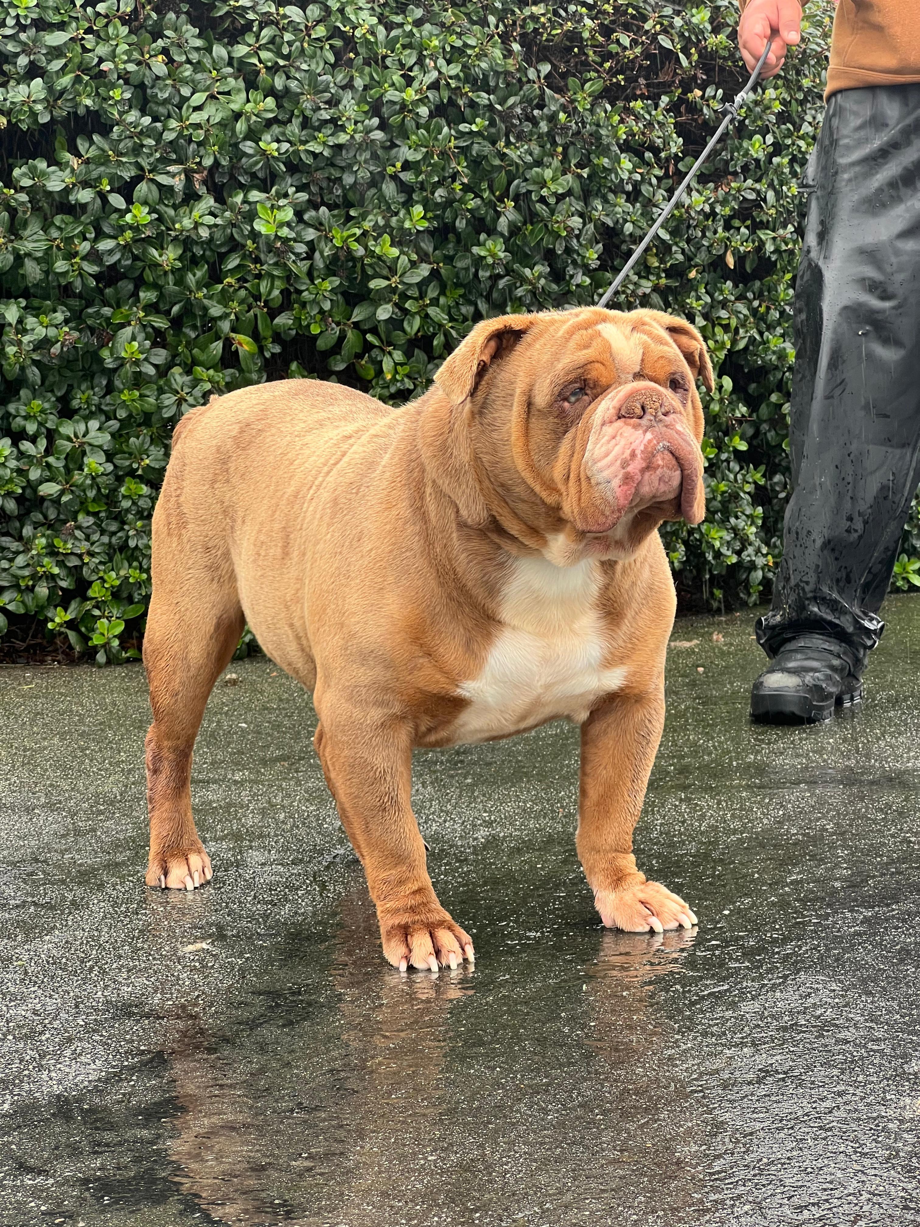 Mr. Bubbles, a ADOPTABLE English Bulldog in San Juan Bautista, CA image 5/5