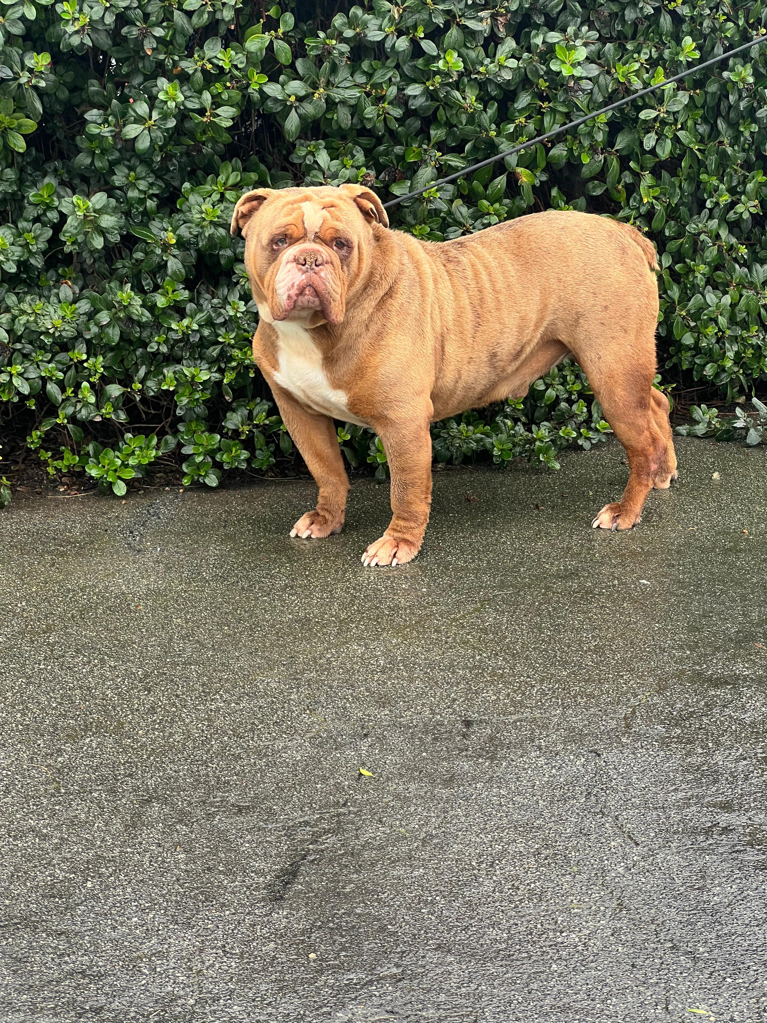 Mr. Bubbles, a ADOPTABLE English Bulldog in San Juan Bautista, CA image 3/5