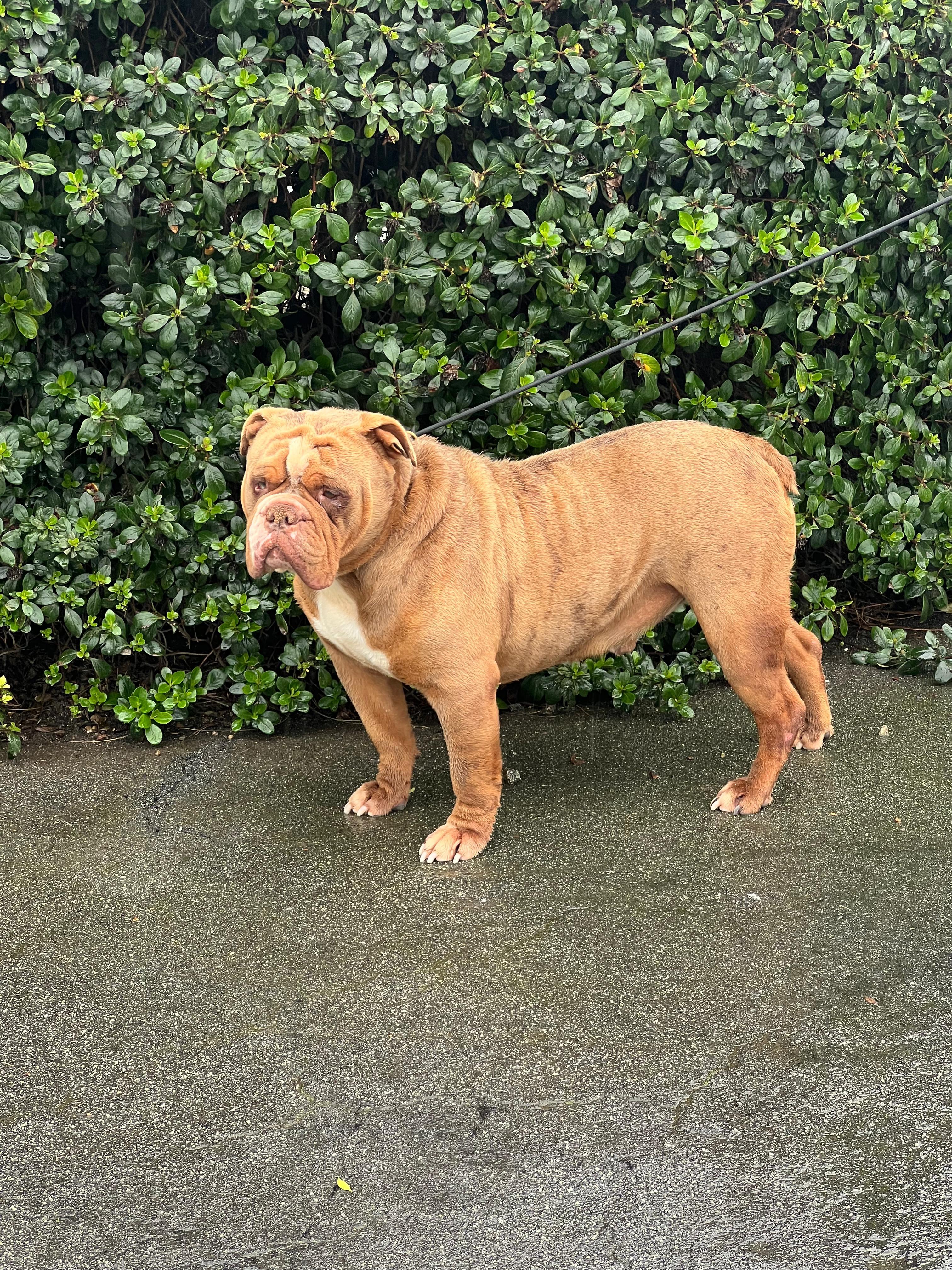 Mr. Bubbles, ADOPTABLE, Adult Male English Bulldog.