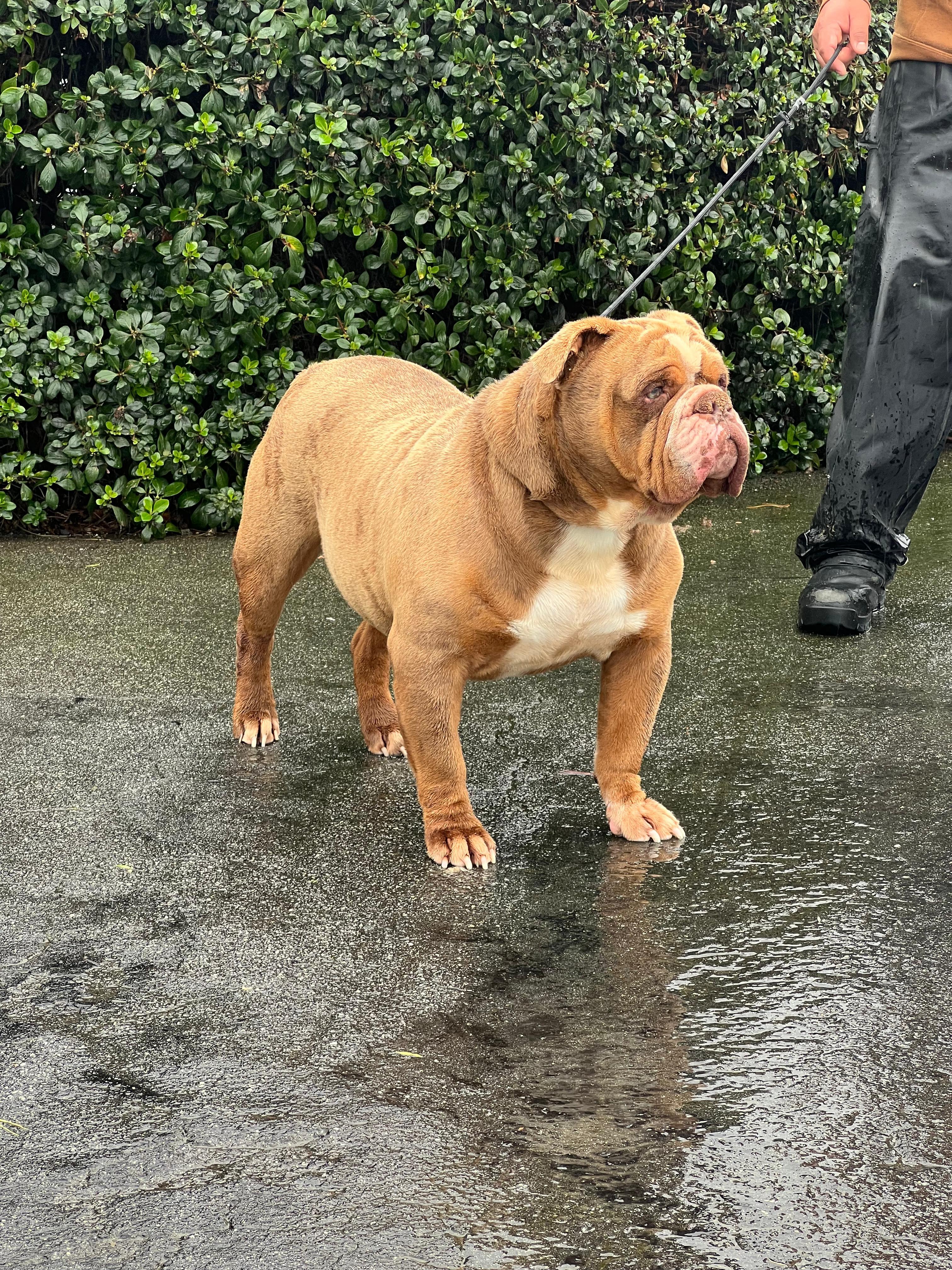 Mr. Bubbles, a ADOPTABLE English Bulldog in San Juan Bautista, CA image 4/5