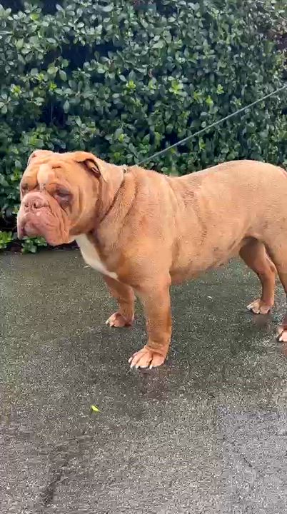 Enlarge Mr. Bubbles, a ADOPTABLE English Bulldog in San Juan Bautista, CA video 2/5