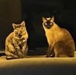 Enlarge Harlee and Marlee, a Adoptable mixed breed in Fort Myers, FL image 3/6