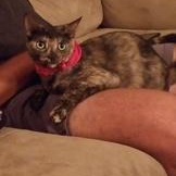 Enlarge Harlee and Marlee, a Adoptable mixed breed in Fort Myers, FL image 6/6