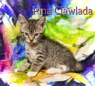 Enlarge Pina Clawlada, a Adoptable Tabby in Pleasanton, TX image 1/2