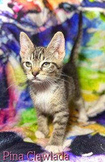 Enlarge Pina Clawlada, a Adoptable Tabby in Pleasanton, TX image 2/2