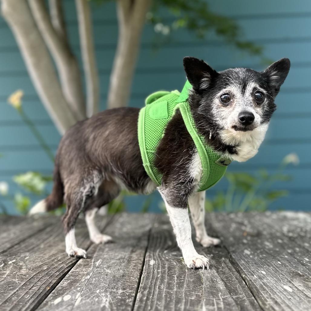 Enlarge Adele, a Adoptable Chihuahua in Pacific Grove, CA image 1/6